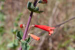 Scarlet beardtongue